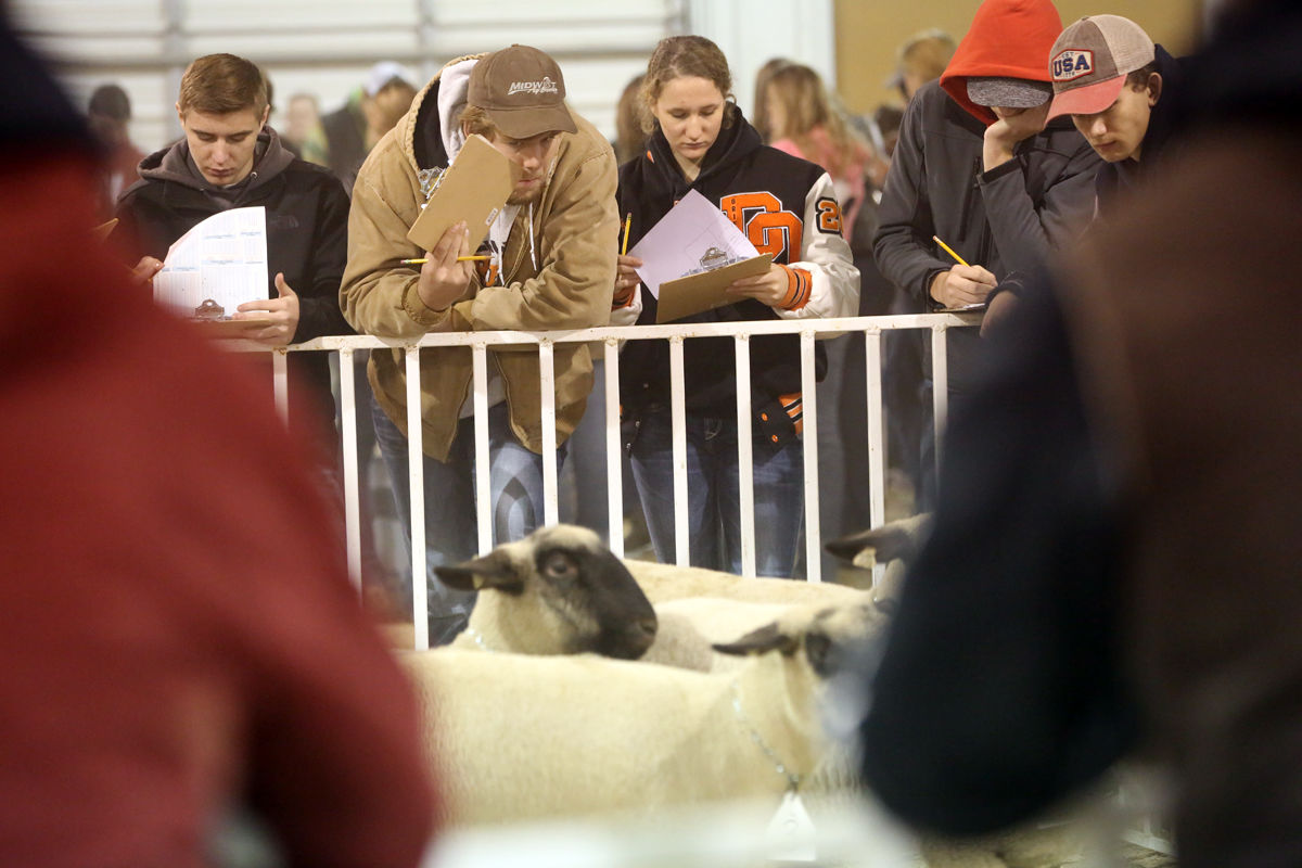 FFA Livestock Judging (16).JPG